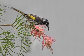 New Holland honeyeater by Gerald Allen
